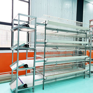Jaulas para Gallinas Ponedoras de 10000 Aves, con Sistema Manual de Eliminación de Estiércol, Galvanizadas, para Granjas <span class=keywords><strong>Avícolas</strong></span> - Product Image 2