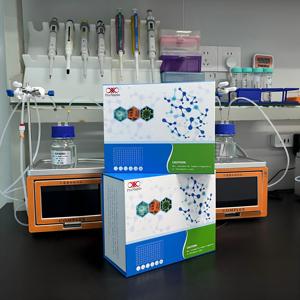 Kit de recherche ELISA pour le Titin (TTN) humain - Product Image 3