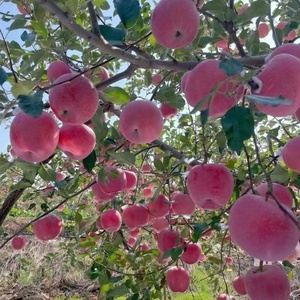 Giá bán buôn táo tươi trái cây với số lượng lớn Trung Quốc Sơn Đông tươi Fuji Apple - Product Image 4