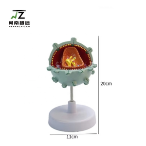 Maniquí de PVC de tamaño real para la enseñanza médica del virus del SIDA humano, modelo avanzado para la educación médica - Product Image 5