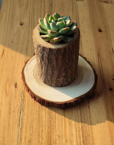 Vendita calda legno fetta di albero non finito in legno di pino naturale rotondo fette di albero per artigianato fai da te sottobicchieri decorazioni per la casa - Product Image 3