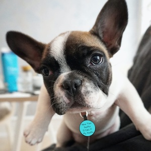 Customized Silicone Dog <b>Tag</b> Anti-lost QR Code Silicone Circle Shape Pet <b>ID</b> QR URL Collar Name <b>Tag</b> for Dog Cat - Product Image 4