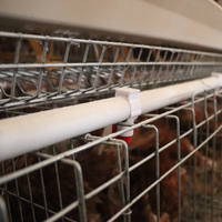 Meilleure vente cage de collecte automatique d'oeufs à 3 niveaux de type a 120 oiseaux par ensemble avec ceinture de nettoyage du fumier pour poulailler