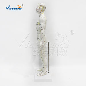 Modelo de meridianos humanos grabado en relieve, súper claro, para acupuntura de cuerpo completo, medicina china, modelo de enseñanza de hombre blanco - Product Image 5