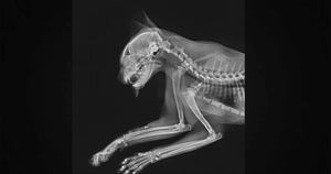 Kanistar أنظمة التصوير الشعاعي البيطري معدات الأشعة السينية الرقمية للتصوير البيطري للحيوانات الأليفة - Product Image 4