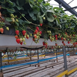 Gouttière de culture hydroponique verticale multicouche en PVC-U pour serres commerciales, idéale pour la culture de fraises - Product Image 3