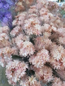 Flores Secas Hechas a Mano, Epiphyllum, Cereus Artificial <span class=keywords><strong>de</strong></span> Floración Nocturna para Arreglos Florales, Gran Venta 2024 - Product Image 4