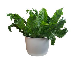 เฟิร์นรังนกพรีเมียม: ผู้จัดจำหน่ายต้นไม้ใบเขตร้อนในร่มชนิดเอ็กโซติก แอสเพลเนียม นิดัส - Product Image 1