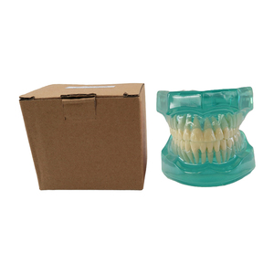 Modèle d'étude dentaire transparent en résine, modèle pédagogique de dents sans support, pour l'entraînement et la présentation orale - Product Image 5