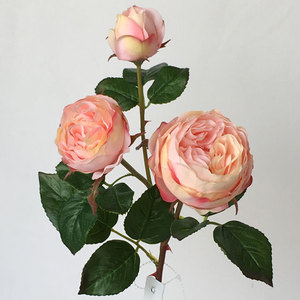 21 "CHUBBY ROSE STE[EF7267] - Product Image 3