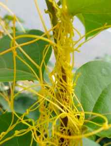 Contoh gratis kualitas makanan 100% alami murni 4:110:1 Semen Cuscuta <span class=keywords><strong>Dodder</strong></span> biji ekstrak Herbal bubuk dalam Drum/wadah plastik - Product Image 3