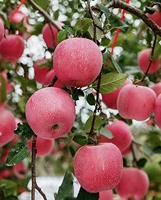 Zoete Verse Koninklijke Gala Appel Verse Fuji En Rode Ster Appels En Ander Vers Fruit Tegen Groothandelsprijs