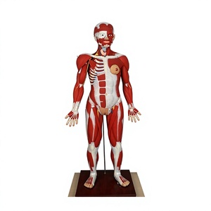 Modelo Humano <span class=keywords><strong>3D</strong></span> Reutilizable de Grado Médico Profesional, Prototipo Rápido de Resina para Estudio Anatómico - Product Image 5