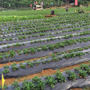 Lámina de Plástico Perforada Ecológica para Acolchado Agrícola - Product Image 3