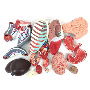 Modèles de torse humain et d'organes sur mesure pour l'enseignement, l'art médical et l'utilisation anatomique et médicale haut de gamme, avec éléments détachables - Product Image 2