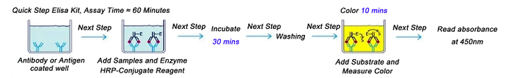 Quick Step Human Anti-sperm Antibody (AsAb)elisa Kit