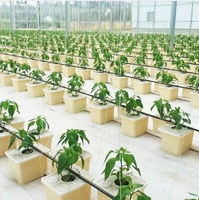 Grondloze Teelt Hydrocultuur Nederlandse Emmer Bato Hydrocultuur Teelt Planten In Emmers Voor De Teelt Van Fruitgroente