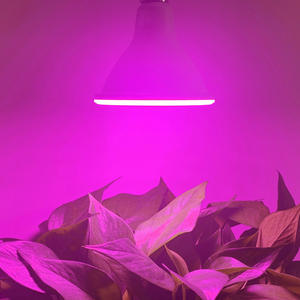 Bombillas <span class=keywords><strong>LED</strong></span> de espectro completo para <span class=keywords><strong>cultivo</strong></span> PAR30 Perfect <span class=keywords><strong>Led</strong></span> Grow Light Para <span class=keywords><strong>Cultivo</strong></span> de Interior para agricultura de interior sostenible - Product Image 6