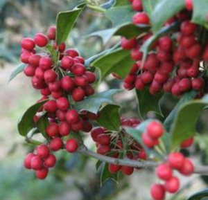 Frutos Secos Enteros de Ilex Cornuta <span class=keywords><strong>Lindl</strong></span> Ex Paxt, Recién Cosechados, Envasados al Vacío, para Té - Product Image 2