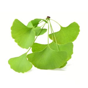 Nhà cung cấp nhà máy ginkgol Biloba chiết xuất bột <span class=keywords><strong>Ginkgo</strong></span> Biloba <span class=keywords><strong>folium</strong></span> chiết xuất gingoflavones24 % tlactone6 % - Product Image 5