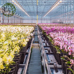 NIF sıcak satış yüksek kalite çok fonksiyonlu amaçlı benzersiz renkli orkide klipleri - Product Image 6