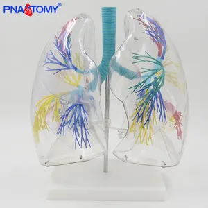 Modelo de sistema respiratorio humano agrandado de los pulmones, herramienta de enseñanza médica, modelo anómico, ciencia médica transparente, 1000g