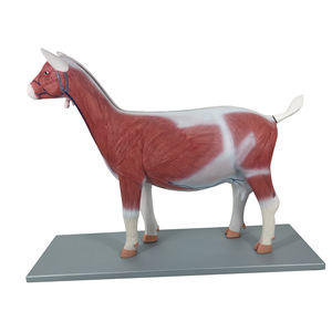 Tıbbi öğretim için Gelsonlab HSBM-398 sığır akupunktur modeli - Product Image 3