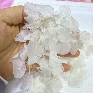 Fleur naturelle au toucher réel, pétales préservés, rose <span class=keywords><strong>crème</strong></span> blanc pur, grande feuille d'hortensia Anna, biodégradable pour confettis de mariage - Product Image 2
