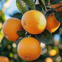Chinese groothandel leverancier van gedroogde sinaasappels, gedroogde sinaasappelschijfjes voor thee, cocktails en taartdecoratie