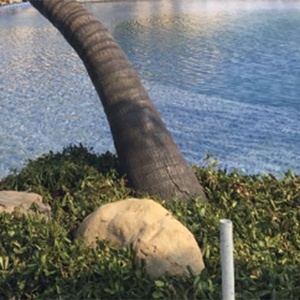 Tùy Chỉnh Nhân Tạo Cây Cọ Trắng Cao Mô Phỏng Coconuttree Sợi Thủy Tinh Thân Cây Giả Ngày Cây Cọ Cho Trang Trí - Product Image 6