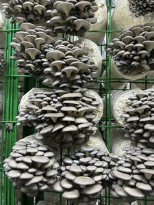 Machine d'ensachage et de semis de pleurotes avec une longue durée de vie, conception multicouche - Product Image 3