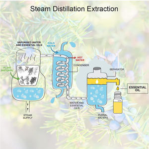 Aceite Esencial de Bayas de Enebro Puro, Destilado al Vapor, 100% Natural para Aromaterapia, Difusor, Aceite Esencial de Bayas de Enebro para el Cuidado de la Piel - Product Image 6