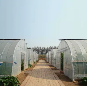 Invernadero de Metal para agricultura, invernadero de una sola pieza para verduras