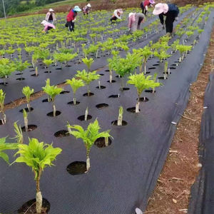 Cỏ Dại Mat Pp vải cảnh quan đục PE mulch cỏ dại rào cản vải cỏ dại kiểm soát mat - Product Image 3