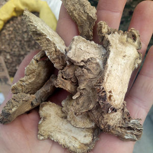 Duhuo, китайская травяная медицина высшего качества, Новый Сушеный нарезанный корень Ангелика для травы - Product Image 4