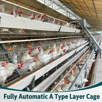 Système de cage à poules pondeuses automatique de type A avec système de mangeoire automatique pour ferme avicole en Équateur