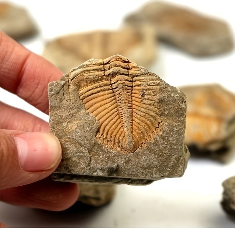 Artificial Trilobite fossil