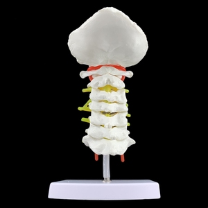 Modelo de hueso de Enseñanza Médica de columna Cervical humana con disco occipital <span class=keywords><strong>posterior</strong></span> de arteria carótida modelo de enseñanza de articulación humana - Product Image 3
