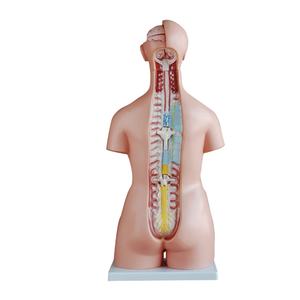 Model Torso Medis Anatomi 23 Bagian Model Ukuran Hidup 85Cm dengan Organ Yang Dapat Dilepas untuk Perlengkapan Mengajar Siswa - Product Image 2