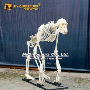 My Dino AS002 Museo Exposición Tamaño Real Chimpancé <span class=keywords><strong>Gorila</strong></span> <span class=keywords><strong>Esqueleto</strong></span> - Product Image 4