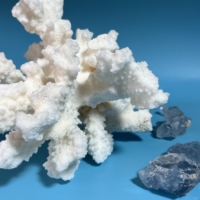 Spécimen de corail blanc de coquille naturelle en vrac en gros pour la décoration Fengshui de cadeau