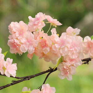 Hecho a mano realista 4 ramas <span class=keywords><strong>flor</strong></span> <span class=keywords><strong>de</strong></span> cerezo 3 tenedores pera <span class=keywords><strong>Flor</strong></span> <span class=keywords><strong>de</strong></span> melocotón flores artificiales <span class=keywords><strong>de</strong></span> plástico decoración <span class=keywords><strong>de</strong></span> boda simulación - Product Image 3