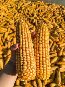 Extrait de plante Ascophyllum Nodosum <span class=keywords><strong>en</strong></span> flocons/<span class=keywords><strong>poudre</strong></span>, extrait d'<span class=keywords><strong>algues</strong></span> soluble dans l'eau, extrait d'<span class=keywords><strong>algues</strong></span> <span class=keywords><strong>marines</strong></span> - Product Image 5