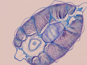Vetrini Preparati di Biologia Generale, Zoologia e Istologia con Strutture Dettagliate per l'Insegnamento Medico, Marca <span class=keywords><strong>Deren</strong></span> - Product Image 3