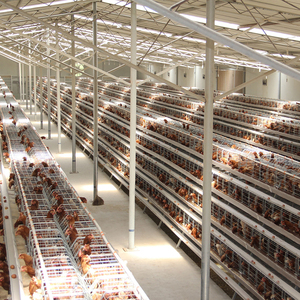 Conception professionnelle de fermes avicoles sur mesure, services complets <span class=keywords><strong>pour</strong></span> fermes de poulets de chair/<span class=keywords><strong>poules</strong></span> <span class=keywords><strong>pondeuses</strong></span>/<span class=keywords><strong>poules</strong></span> reproductrices, excellent rapport qualité-prix - Product Image 5