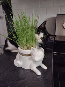 ชุดชาวไร่หญ้าแมว <span class=keywords><strong>เพียง</strong></span>เพิ่มน้ํา ชุดหญ้าแมวอินทรีย์ ชุดปลูกไฮโดรโปนิกส์ - Product Image 2