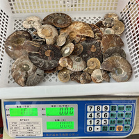 Venta al por Mayor de Amonitas Naturales en Bruto, Accesorios de Amonitas, Especímenes Fósiles, Rebanadas de Amonita para Decoración