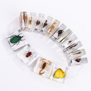 Aivi Nouvelle Arrivée Transfrontalière Serre-livres Carré en Résine Époxy avec Insecte, Aide Pédagogique pour Étudiants, Ornement Artisanal en Ambre avec Spécimen Animal - Product Image 3