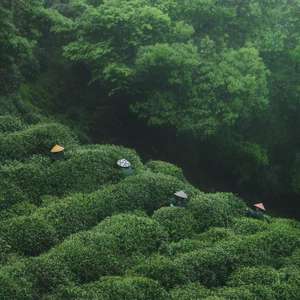 Té Verde Dong <span class=keywords><strong>Ting</strong></span> Biluochun de Primera Calidad, Té de Primavera, en Bolsa/Envase de 1 kg, Nuevo, Envasado al Vacío - Product Image 3