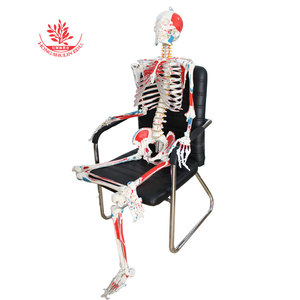 Modelo de esqueleto humano para fines didácticos, pintado y coloreado a mano, modelo de esqueleto humano de 170 cm con músculos del cuerpo completo. - Product Image 1